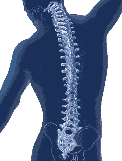 Car Accident Related Back Injuries The Spine