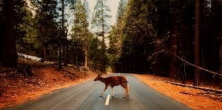 Deer Whistles for cars