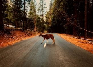 Deer Whistles for cars