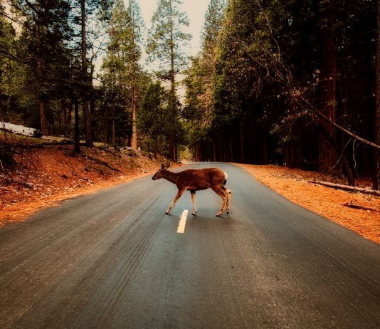 Deer Whistles for cars