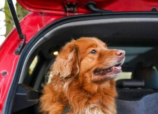 Keeping Your Car Clean When Travelling With Dogs
