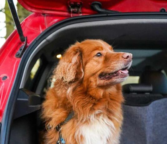 Keeping Your Car Clean When Travelling With Dogs